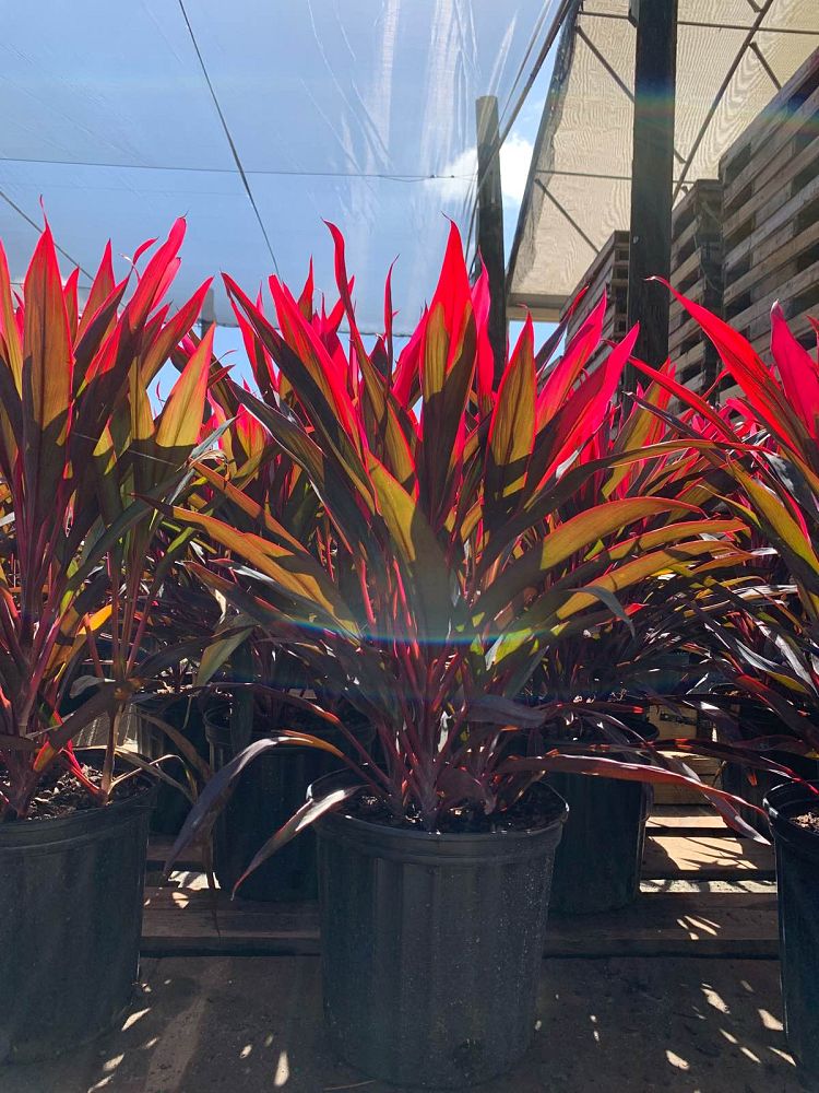 cordyline-fruticosa-hot-pepper-ti-plant-cordyline-terminalis-dracaena-terminalis