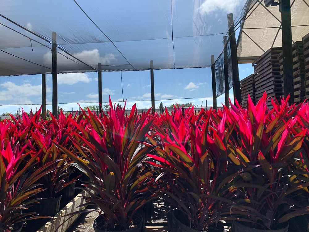 cordyline-fruticosa-hot-pepper-ti-plant-cordyline-terminalis-dracaena-terminalis