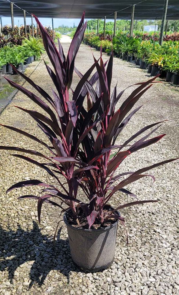 cordyline-fruticosa-hot-pepper-ti-plant-cordyline-terminalis-dracaena-terminalis