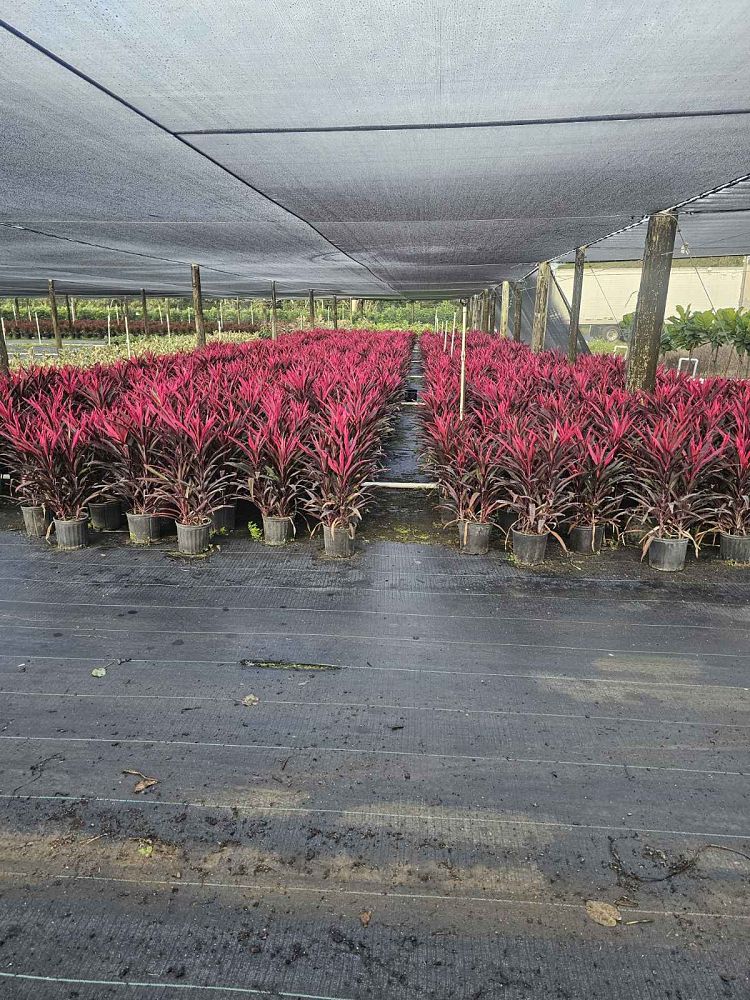 cordyline-fruticosa-hot-pepper-ti-plant-cordyline-terminalis-dracaena-terminalis
