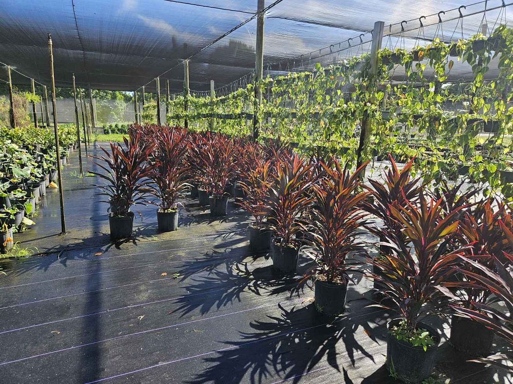 cordyline-fruticosa-hot-pepper-ti-plant-cordyline-terminalis-dracaena-terminalis