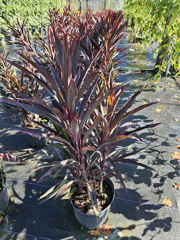 cordyline-fruticosa-hot-pepper-ti-plant-cordyline-terminalis-dracaena-terminalis
