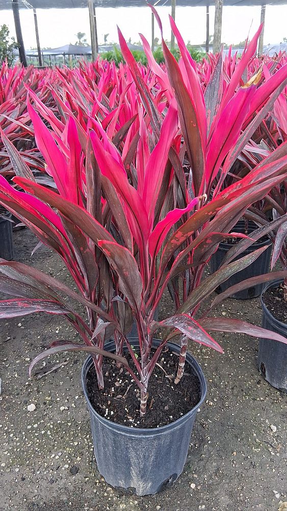 cordyline-fruticosa-hot-pepper-ti-plant-cordyline-terminalis-dracaena-terminalis