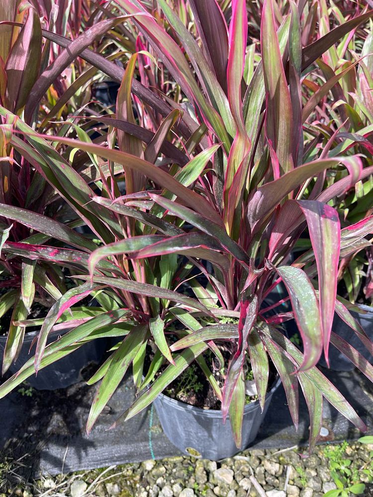 cordyline-fruticosa-hot-pepper-ti-plant-cordyline-terminalis-dracaena-terminalis