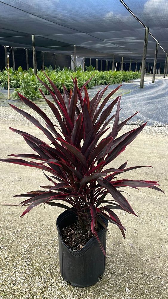 cordyline-fruticosa-hot-pepper-ti-plant-cordyline-terminalis-dracaena-terminalis
