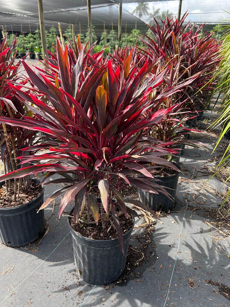 cordyline-fruticosa-hot-pepper-ti-plant-cordyline-terminalis-dracaena-terminalis