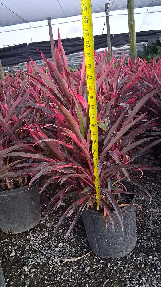 cordyline-fruticosa-hot-pepper-ti-plant-cordyline-terminalis-dracaena-terminalis