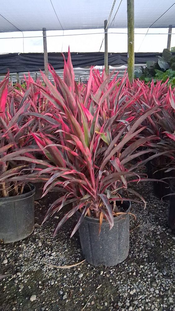 cordyline-fruticosa-hot-pepper-ti-plant-cordyline-terminalis-dracaena-terminalis