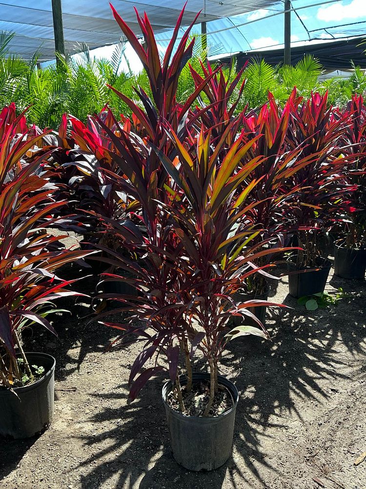 cordyline-fruticosa-hot-pepper-ti-plant-cordyline-terminalis-dracaena-terminalis