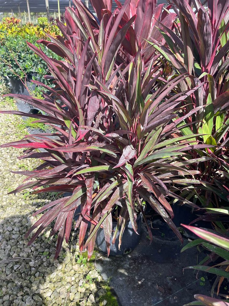 cordyline-fruticosa-hot-pepper-ti-plant-cordyline-terminalis-dracaena-terminalis