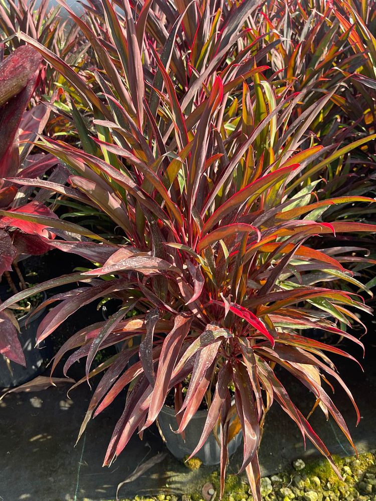cordyline-fruticosa-hot-pepper-ti-plant-cordyline-terminalis-dracaena-terminalis