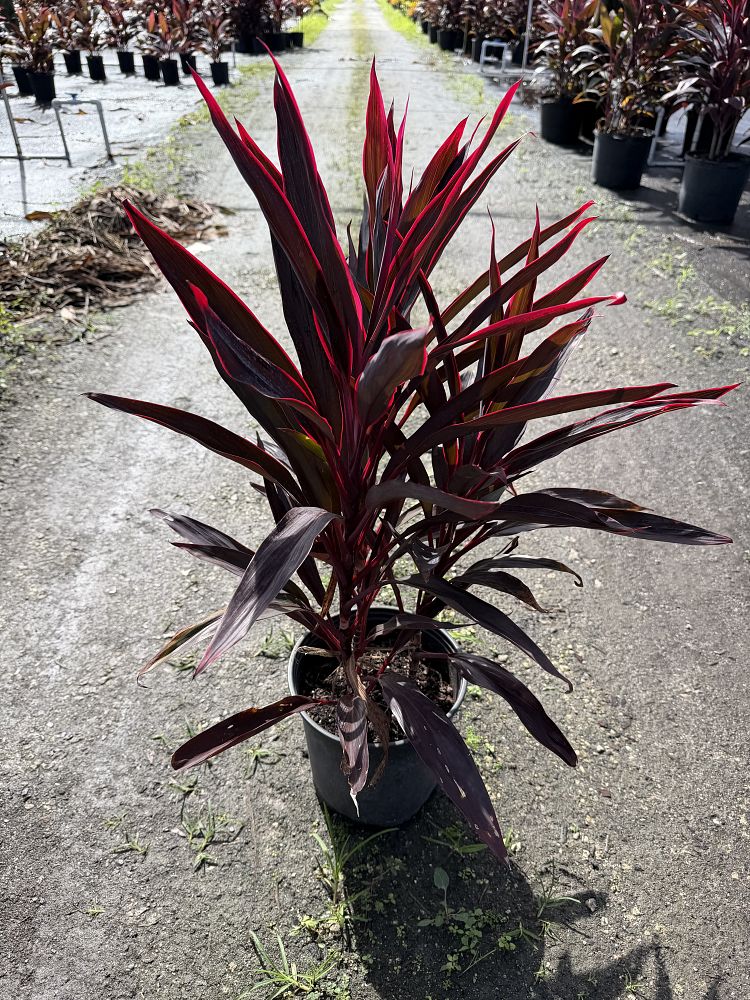 cordyline-fruticosa-hot-pepper-ti-plant-cordyline-terminalis-dracaena-terminalis