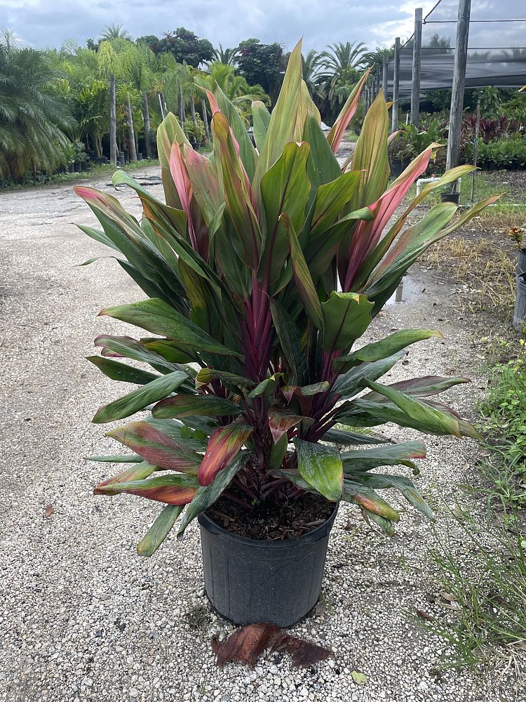 cordyline-fruticosa-jackie-ti-plant-cordyline-terminalis-dracaena-terminalis