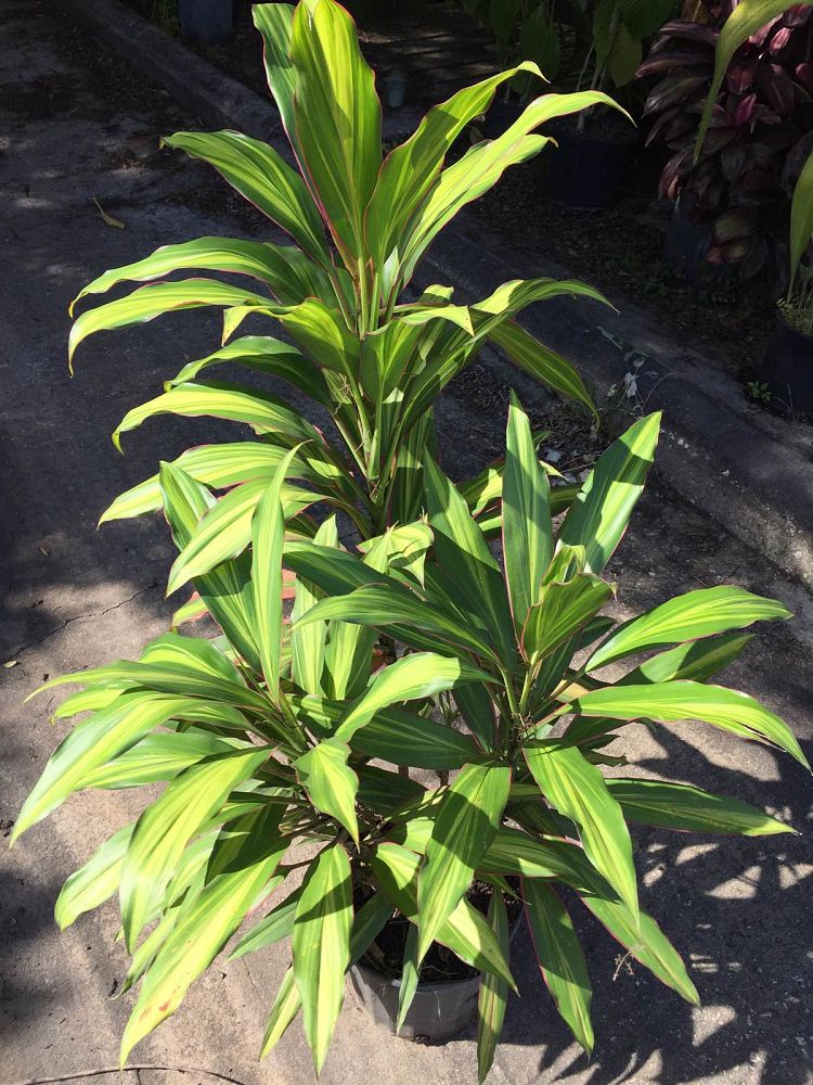 cordyline-fruticosa-kiwi-ti-plant-cordyline-terminalis-dracaena-terminalis