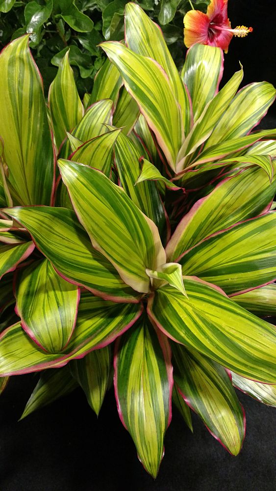 cordyline-fruticosa-kiwi-ti-plant-cordyline-terminalis-dracaena-terminalis