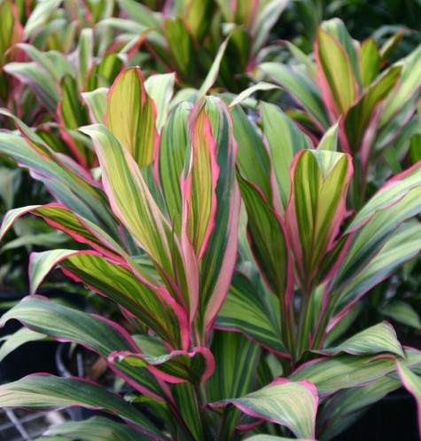 cordyline-fruticosa-kiwi-ti-plant-cordyline-terminalis-dracaena-terminalis