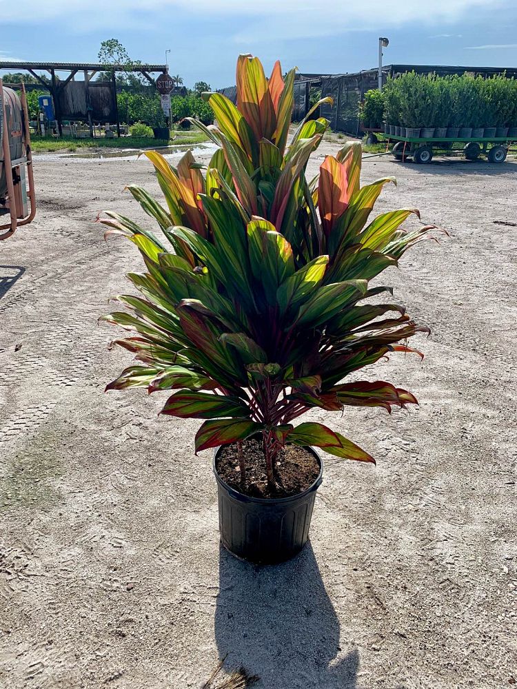 cordyline-fruticosa-kiwi-ti-plant-cordyline-terminalis-dracaena-terminalis
