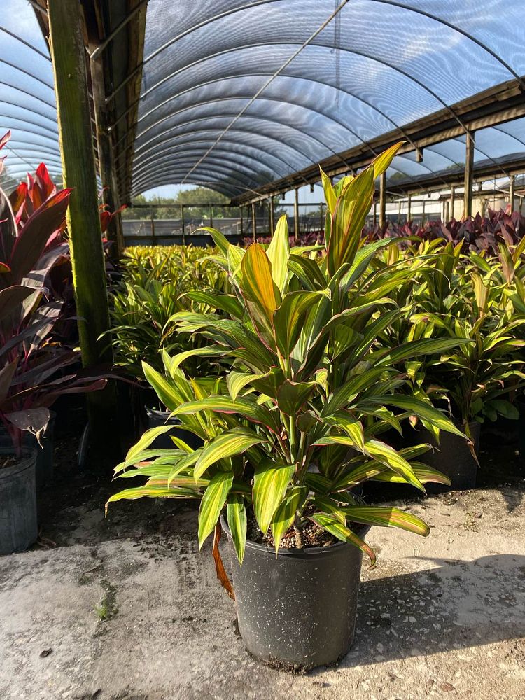 cordyline-fruticosa-kiwi-ti-plant-cordyline-terminalis-dracaena-terminalis