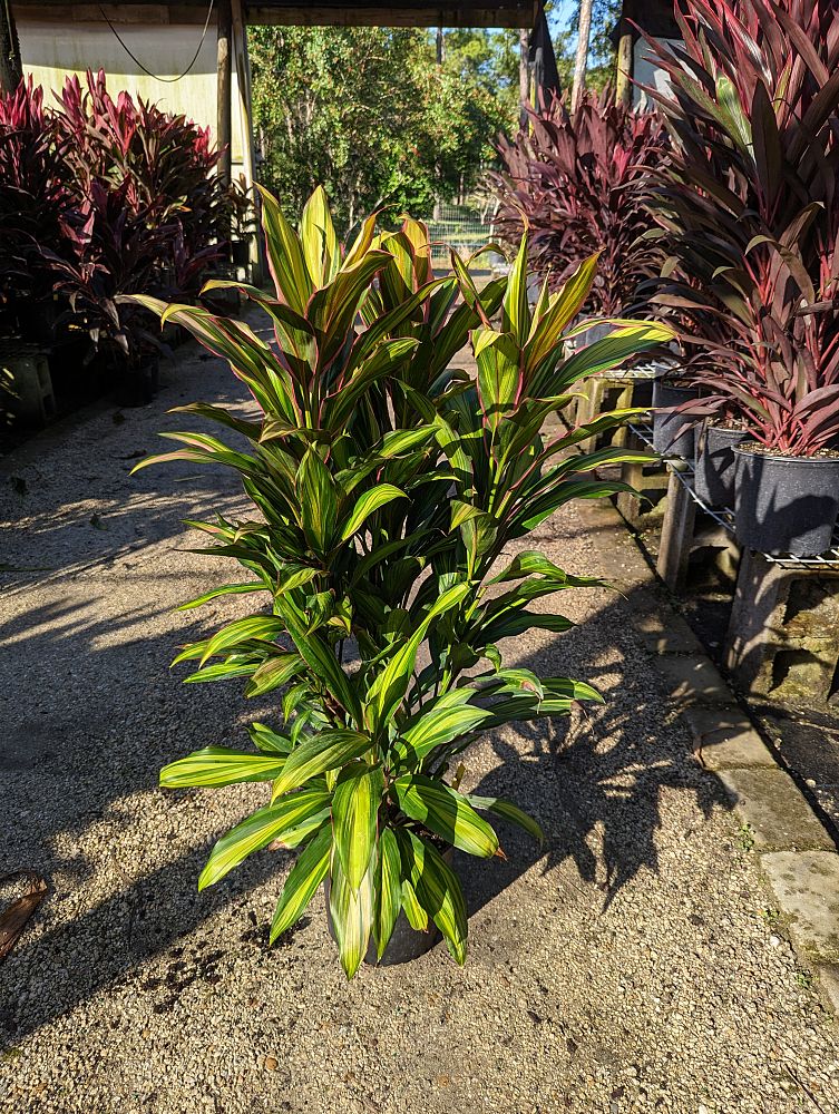 cordyline-fruticosa-kiwi-ti-plant-cordyline-terminalis-dracaena-terminalis