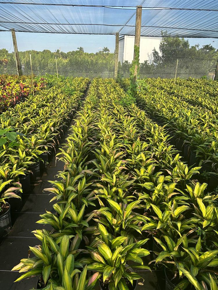 cordyline-fruticosa-kiwi-ti-plant-cordyline-terminalis-dracaena-terminalis