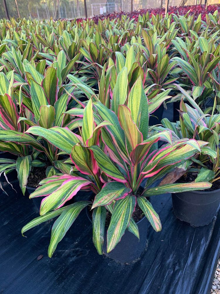 cordyline-fruticosa-kiwi-ti-plant-cordyline-terminalis-dracaena-terminalis