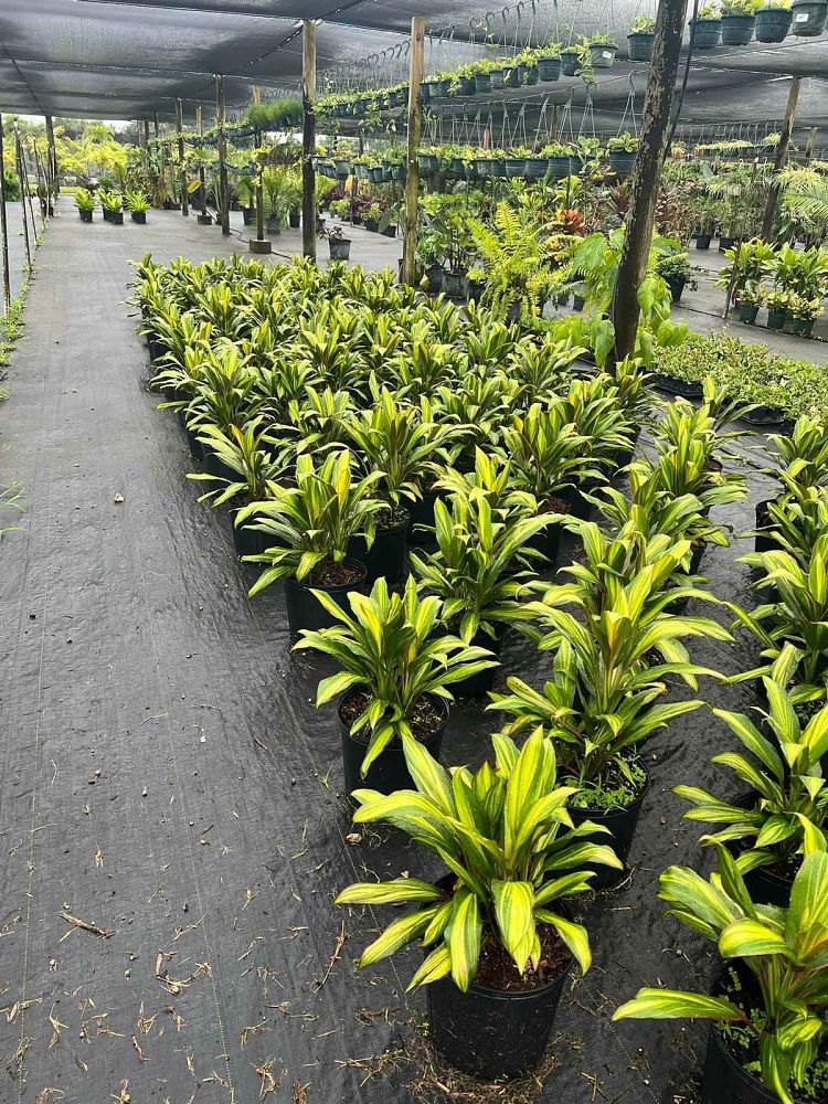 cordyline-fruticosa-kiwi-ti-plant-cordyline-terminalis-dracaena-terminalis
