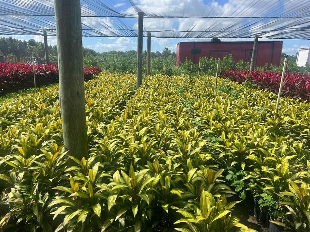cordyline-fruticosa-kiwi-ti-plant-cordyline-terminalis-dracaena-terminalis