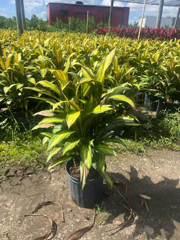cordyline-fruticosa-kiwi-ti-plant-cordyline-terminalis-dracaena-terminalis