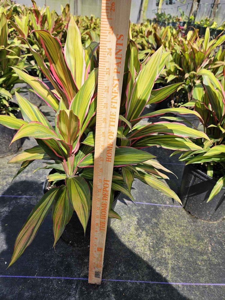cordyline-fruticosa-kiwi-ti-plant-cordyline-terminalis-dracaena-terminalis