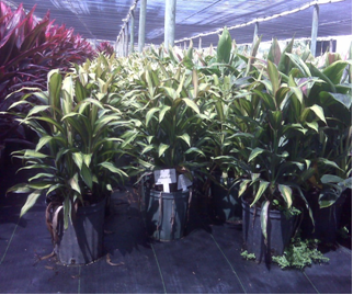 cordyline-fruticosa-kiwi-ti-plant-cordyline-terminalis-dracaena-terminalis