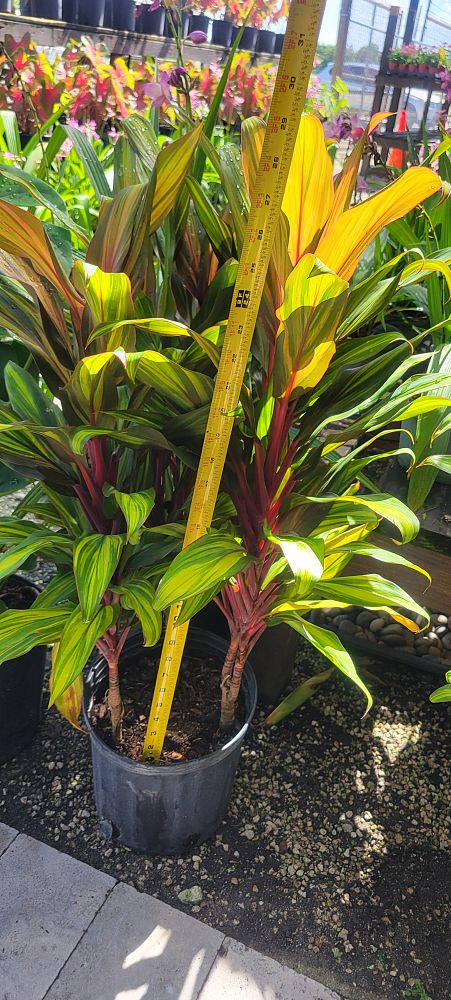 cordyline-fruticosa-kiwi-ti-plant-cordyline-terminalis-dracaena-terminalis