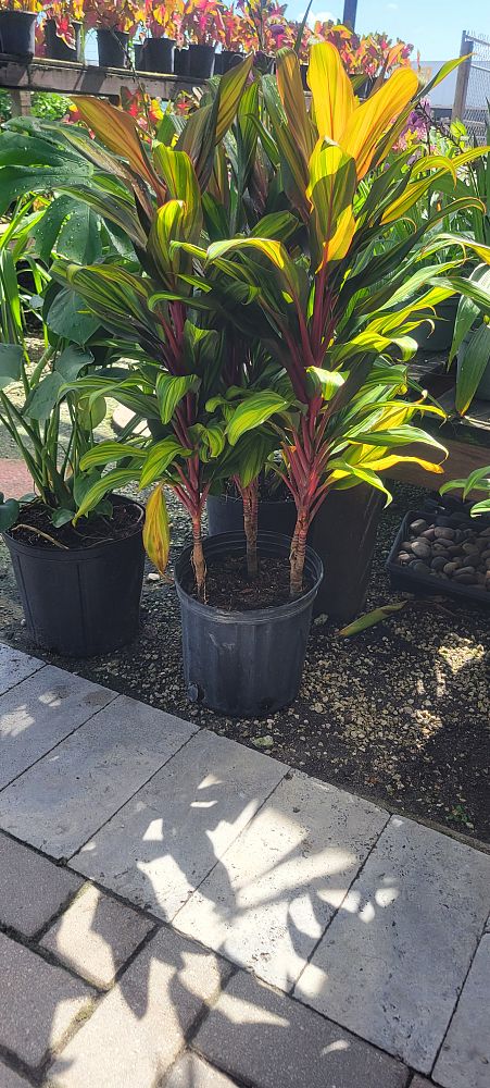 cordyline-fruticosa-kiwi-ti-plant-cordyline-terminalis-dracaena-terminalis
