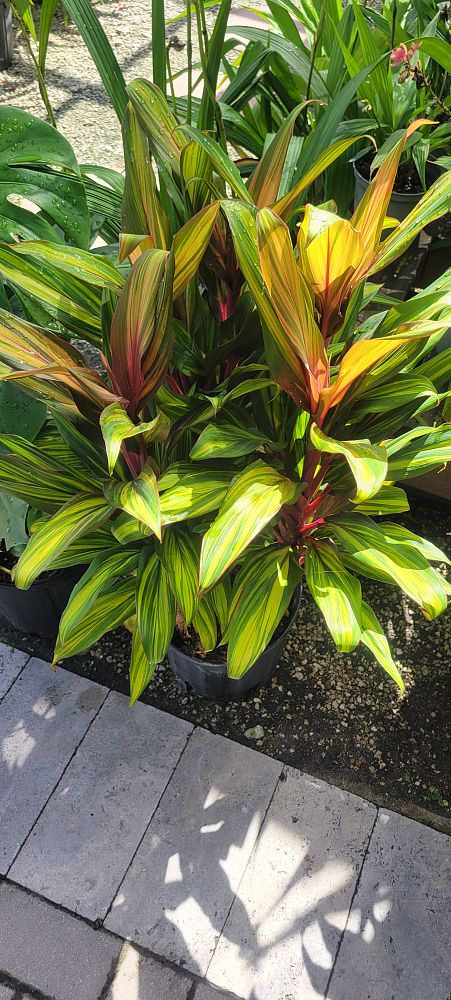 cordyline-fruticosa-kiwi-ti-plant-cordyline-terminalis-dracaena-terminalis