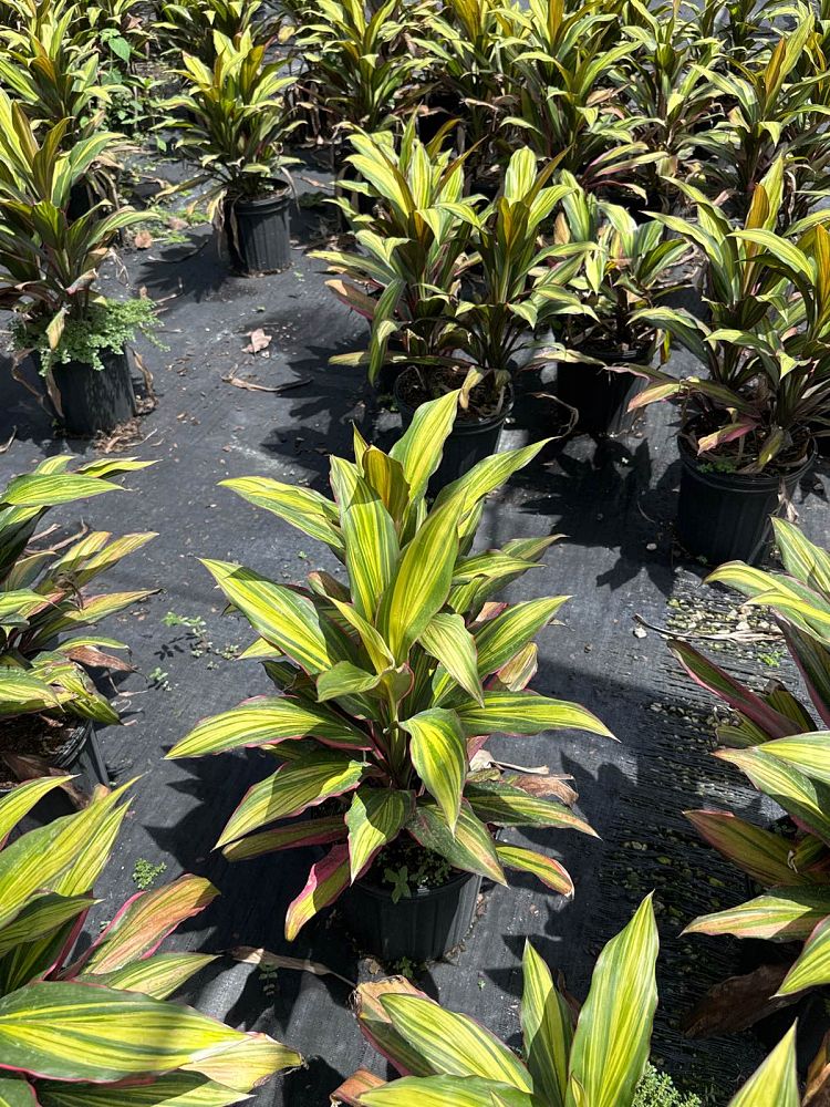 cordyline-fruticosa-kiwi-ti-plant-cordyline-terminalis-dracaena-terminalis