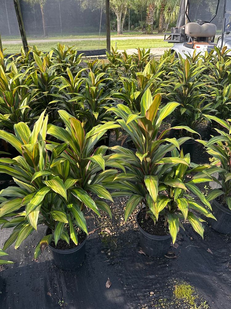 cordyline-fruticosa-kiwi-ti-plant-cordyline-terminalis-dracaena-terminalis