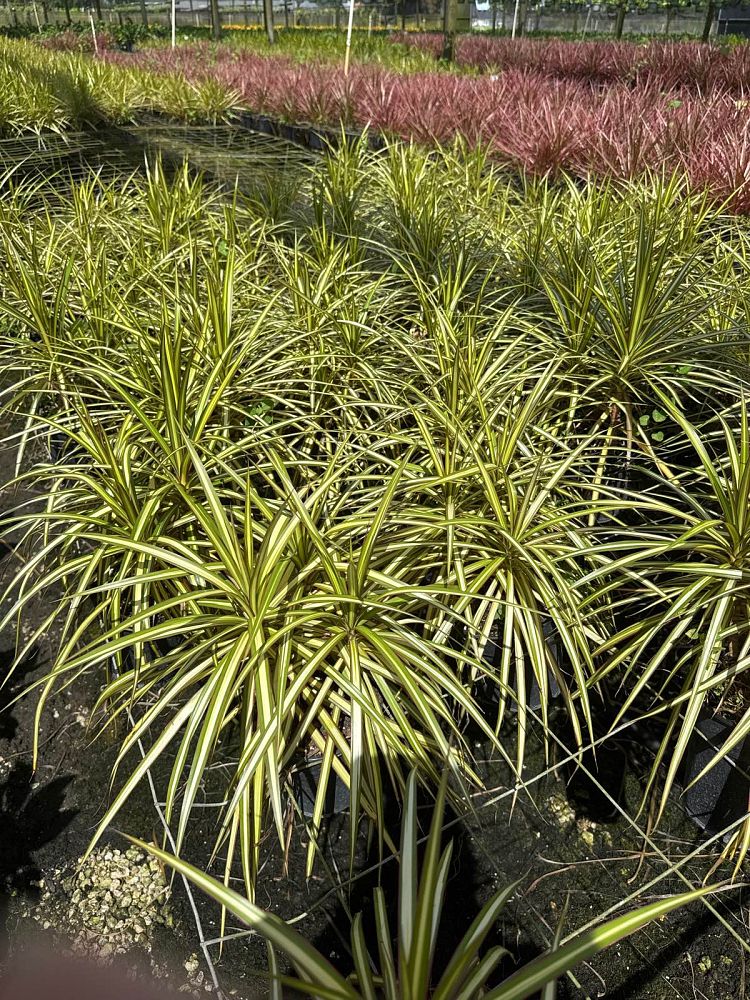 cordyline-fruticosa-kiwi-ti-plant-cordyline-terminalis-dracaena-terminalis