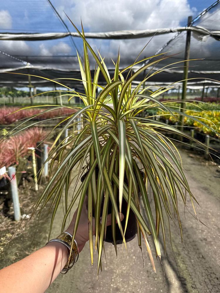 cordyline-fruticosa-kiwi-ti-plant-cordyline-terminalis-dracaena-terminalis