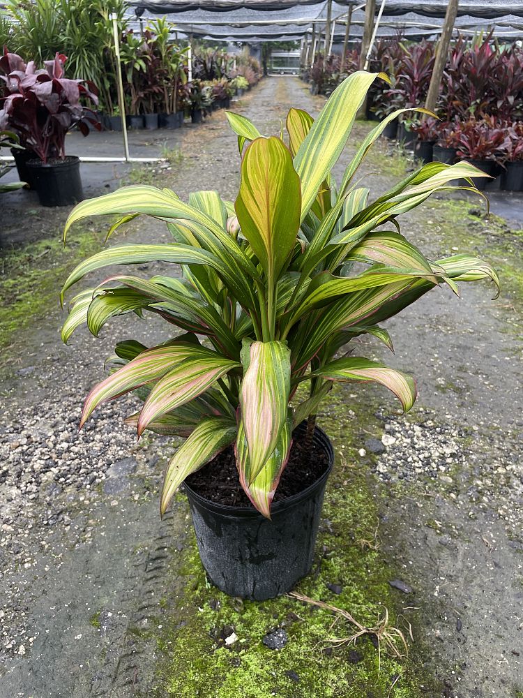cordyline-fruticosa-kiwi-ti-plant-cordyline-terminalis-dracaena-terminalis