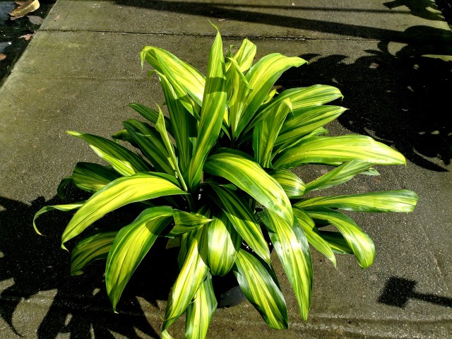 cordyline-fruticosa-lemon-lime-ti-plant-cordyline-terminalis-dracaena-terminalis