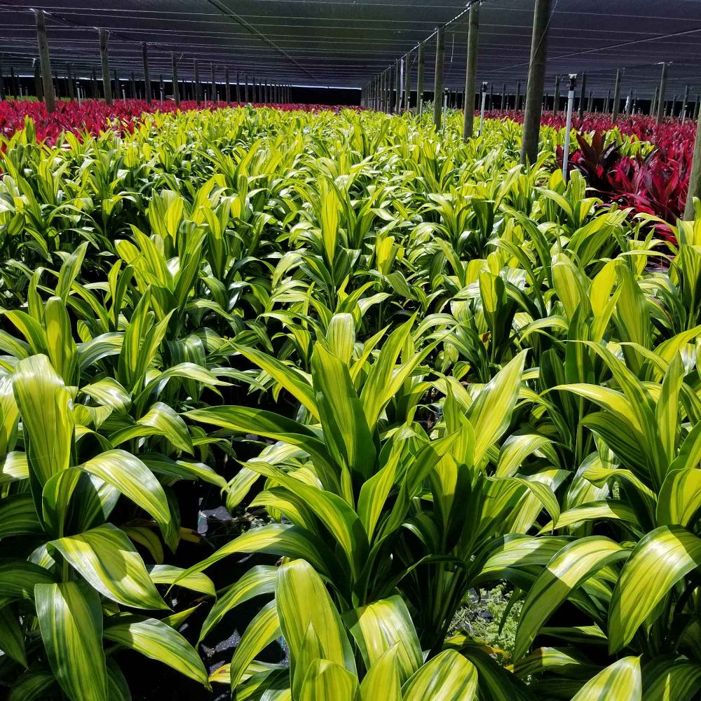cordyline-fruticosa-lemon-lime-ti-plant-cordyline-terminalis-dracaena-terminalis