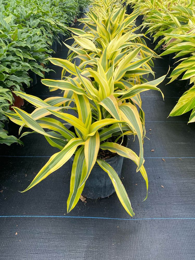 cordyline-fruticosa-lemon-lime-ti-plant-cordyline-terminalis-dracaena-terminalis
