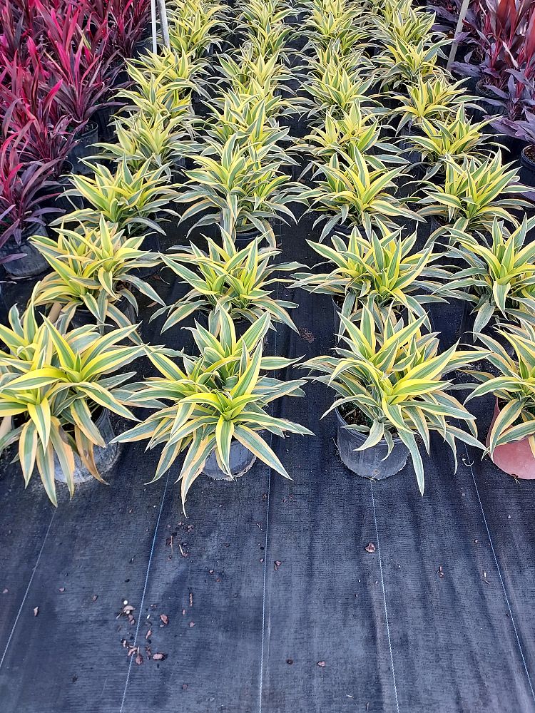 cordyline-fruticosa-lemon-lime-ti-plant-cordyline-terminalis-dracaena-terminalis