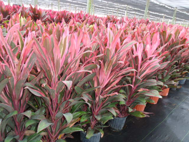 cordyline-fruticosa-maria-ti-plant-cordyline-terminalis-dracaena-terminalis