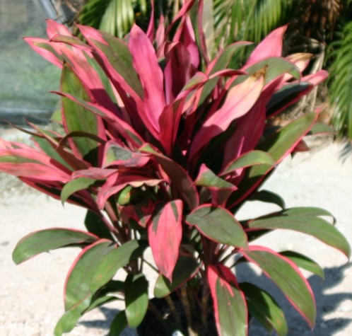 cordyline-fruticosa-maria-ti-plant-cordyline-terminalis-dracaena-terminalis