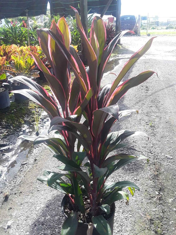 cordyline-fruticosa-maria-ti-plant-cordyline-terminalis-dracaena-terminalis