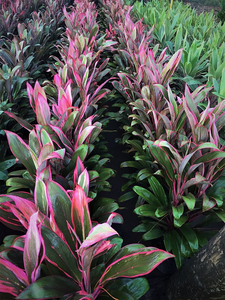 cordyline-fruticosa-maria-ti-plant-cordyline-terminalis-dracaena-terminalis
