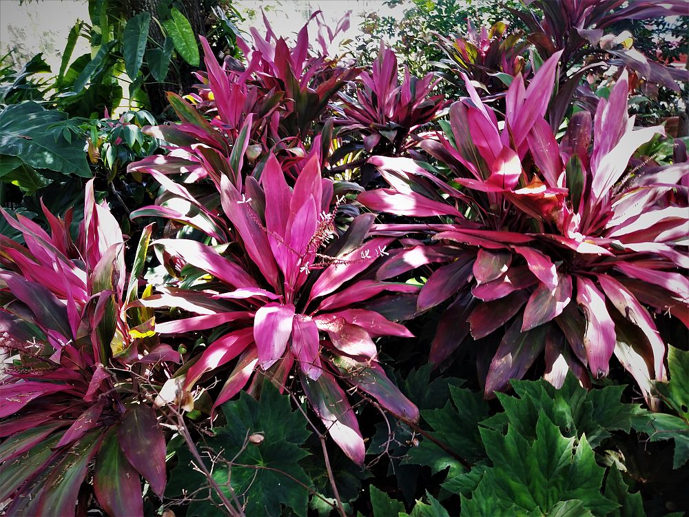 cordyline-fruticosa-maria-ti-plant-cordyline-terminalis-dracaena-terminalis