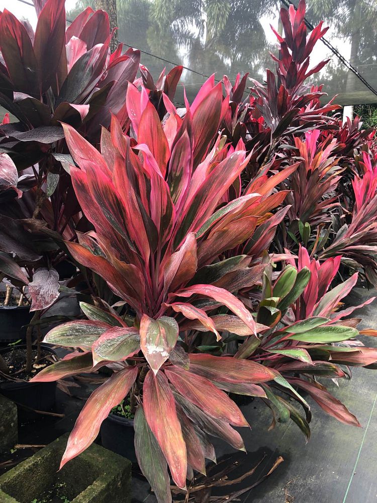 cordyline-fruticosa-maria-ti-plant-cordyline-terminalis-dracaena-terminalis