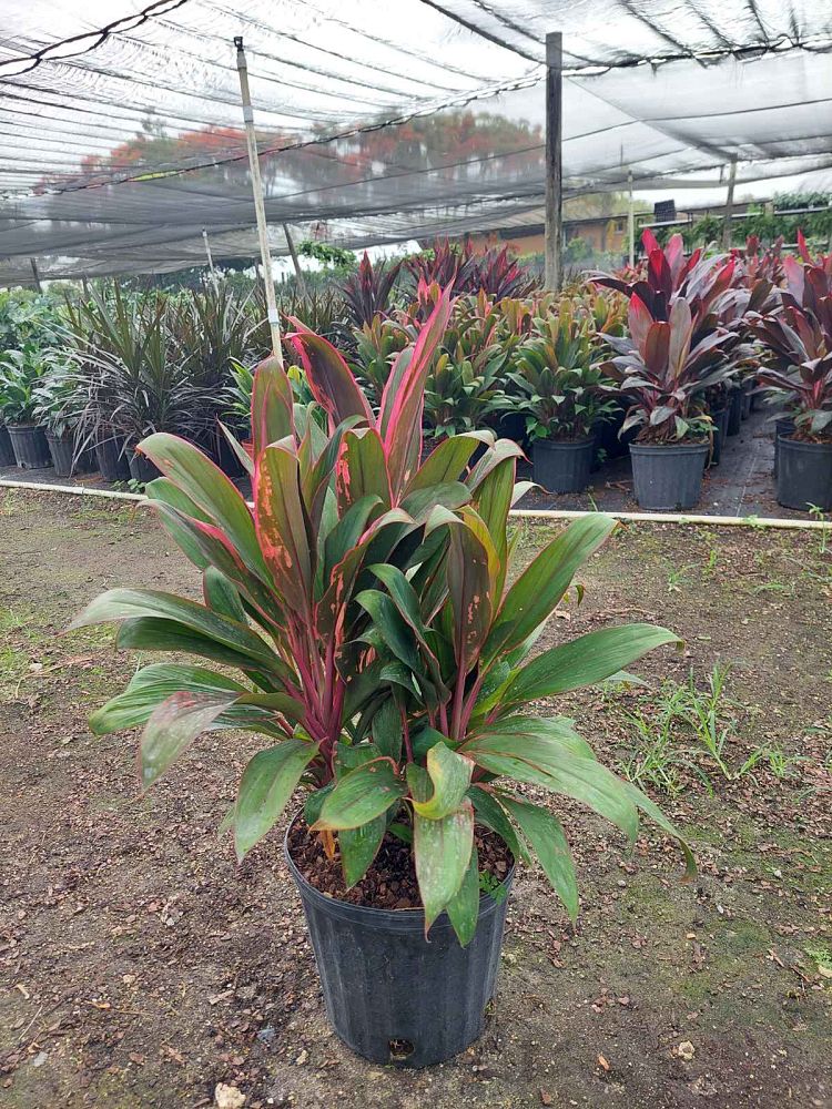 cordyline-fruticosa-maria-ti-plant-cordyline-terminalis-dracaena-terminalis