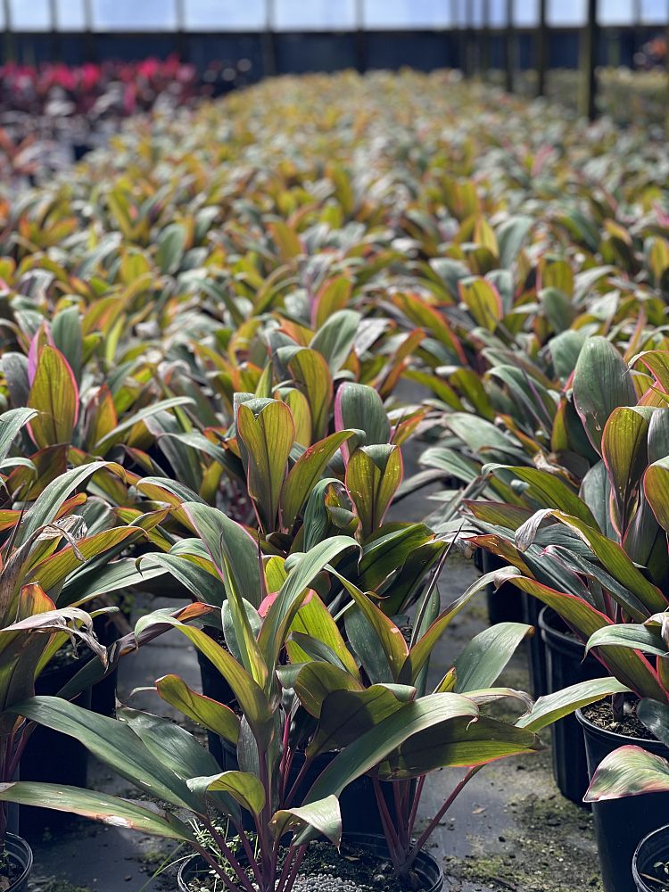 cordyline-fruticosa-maria-ti-plant-cordyline-terminalis-dracaena-terminalis
